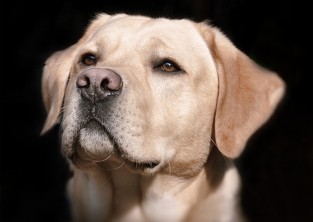 hlava labradora
