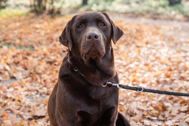 starý labrador